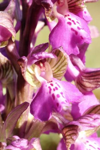 01Avril_Monteynard_Macro_orchis_bouffon_6 - Xavier Delfosse
