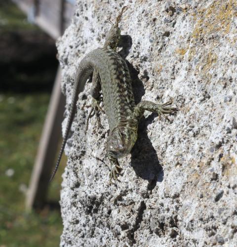 03Mars_Monteynard_Lezard_5 - Xavier Delfosse