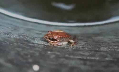 12Sept_Monteynard_grenouille_1 - Xavier Delfosse