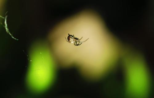 13avril_Monteynard_Macro_Araigne_5 - Xavier Delfosse