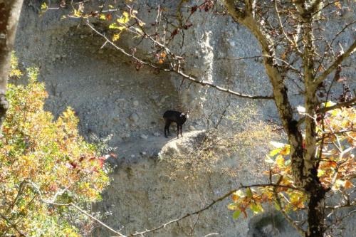 18Oct_Monteynard_chamois_23 - Xavier Delfosse