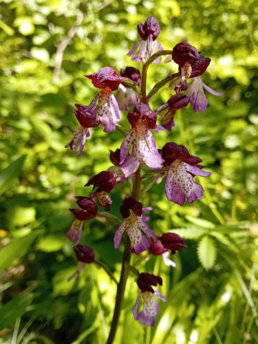 20250524_113307 - Julie Dumas