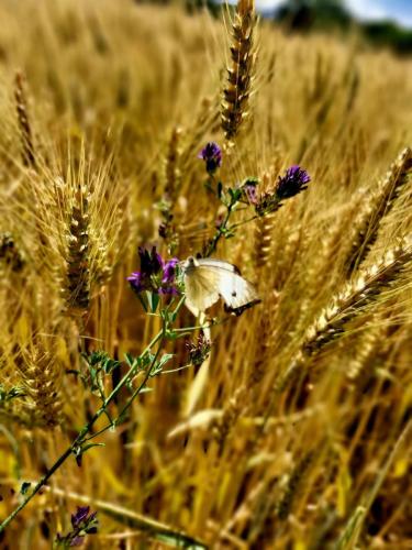 20250708_153443 - Valentine ROCHETTE