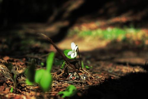 21Mars_Monteyard_3 - Xavier Delfosse