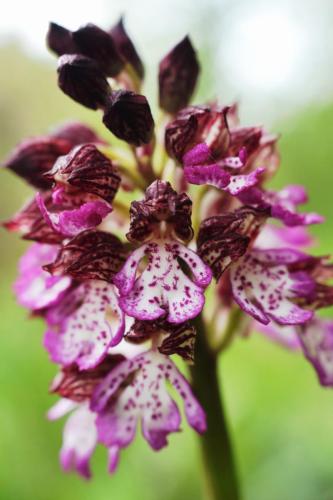 21avril_Monteynard_Macro_OrchisPourpe_3 - Xavier Delfosse