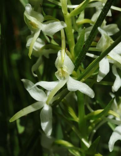 24Mai_Monteynard_macro_15 - Xavier Delfosse