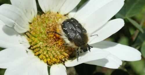 24Mai_Monteynard_macro_20 - Xavier Delfosse