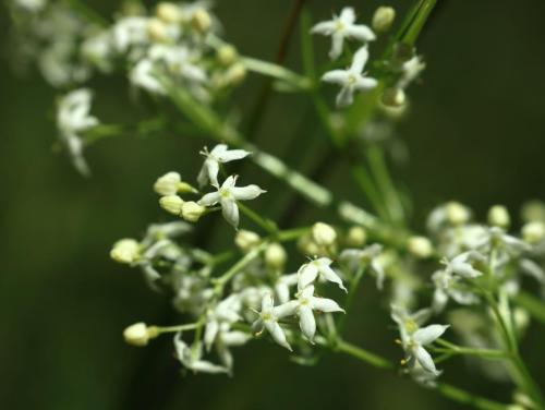 24Mai_Monteynard_macro_9 - Xavier Delfosse