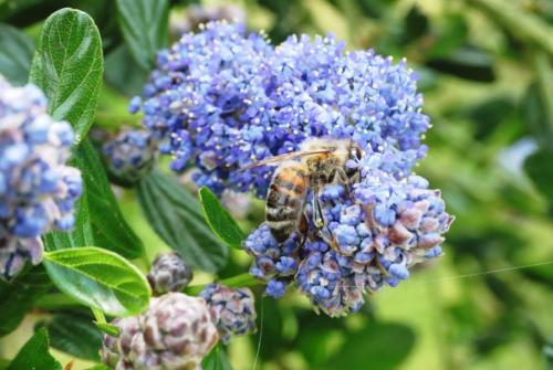 26mai_Monteynard_macro_abeille_2 - Xavier Delfosse