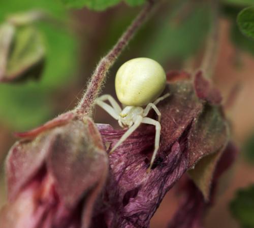26mai_Monteynard_macro_araigne_1 - Xavier Delfosse