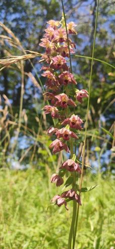 IMG_20240715_113452 - Estelle Fernandez