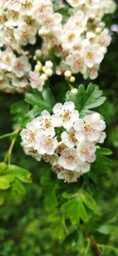 IMG_20250505_115532 - Estelle Fernandez