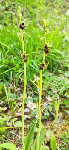 IMG_20250527_122805 - Estelle Fernandez