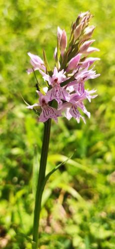 IMG_20250527_125757 - Estelle Fernandez