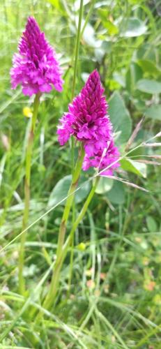 IMG_20250528_121340 - Estelle Fernandez