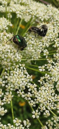 IMG_20250528_122223 - Estelle Fernandez