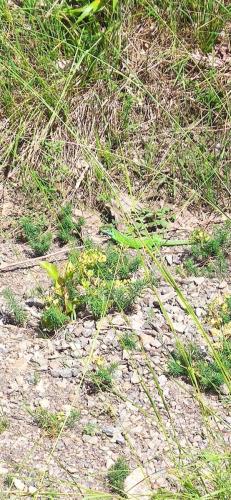 IMG_20250612_112019 - Estelle Fernandez