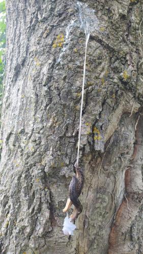 IMG_20250614_094259 - Chesapeake