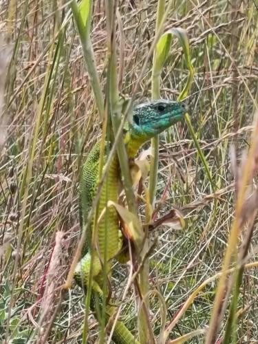 IMG_20250615_111914 - Cecile Genevey