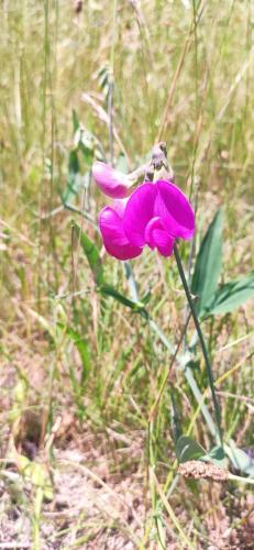 IMG_20250617_122856 - Estelle Fernandez