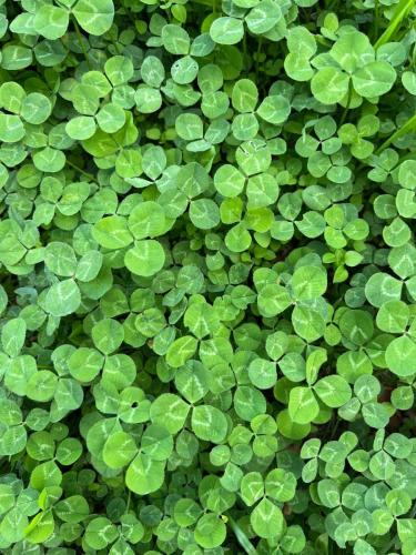 IMG_7810 - Gwen SERVAIS