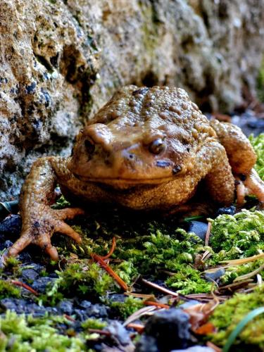 Mimiques_Sauvages_3ème