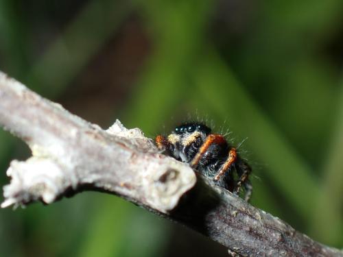 P5260073 - Matias Delfosse Allain