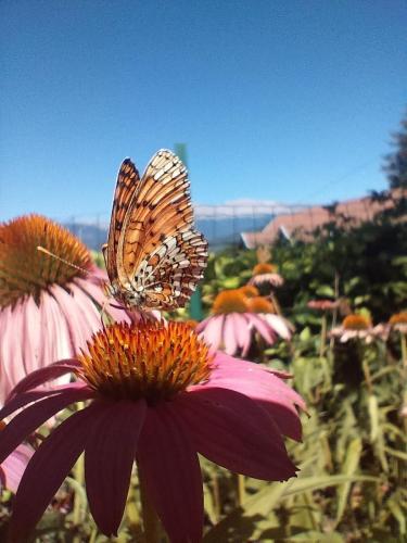 papillon maison 22 08 2022 - Matias Delfosse Allain